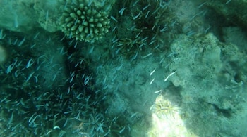 Coral reefs of Kadmat Island pic by Bindu Gopal Rao