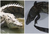 'Virgin' crocodile gets pregnant in first such case, scientists stunned