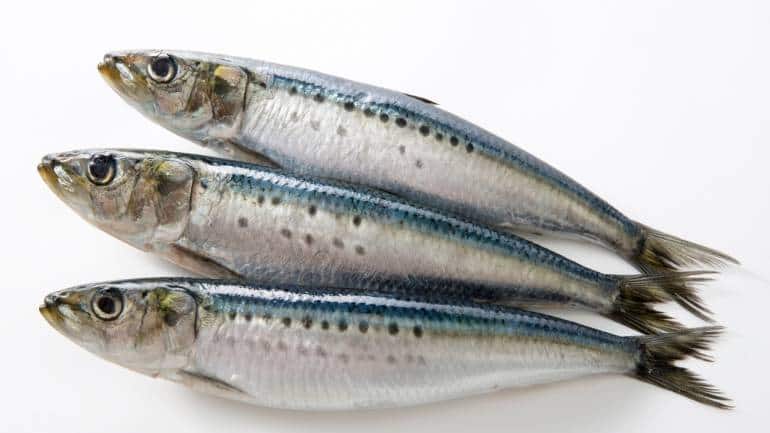 Healthy diet benefits of sardines, fish with edible bones (Image: Canva)
