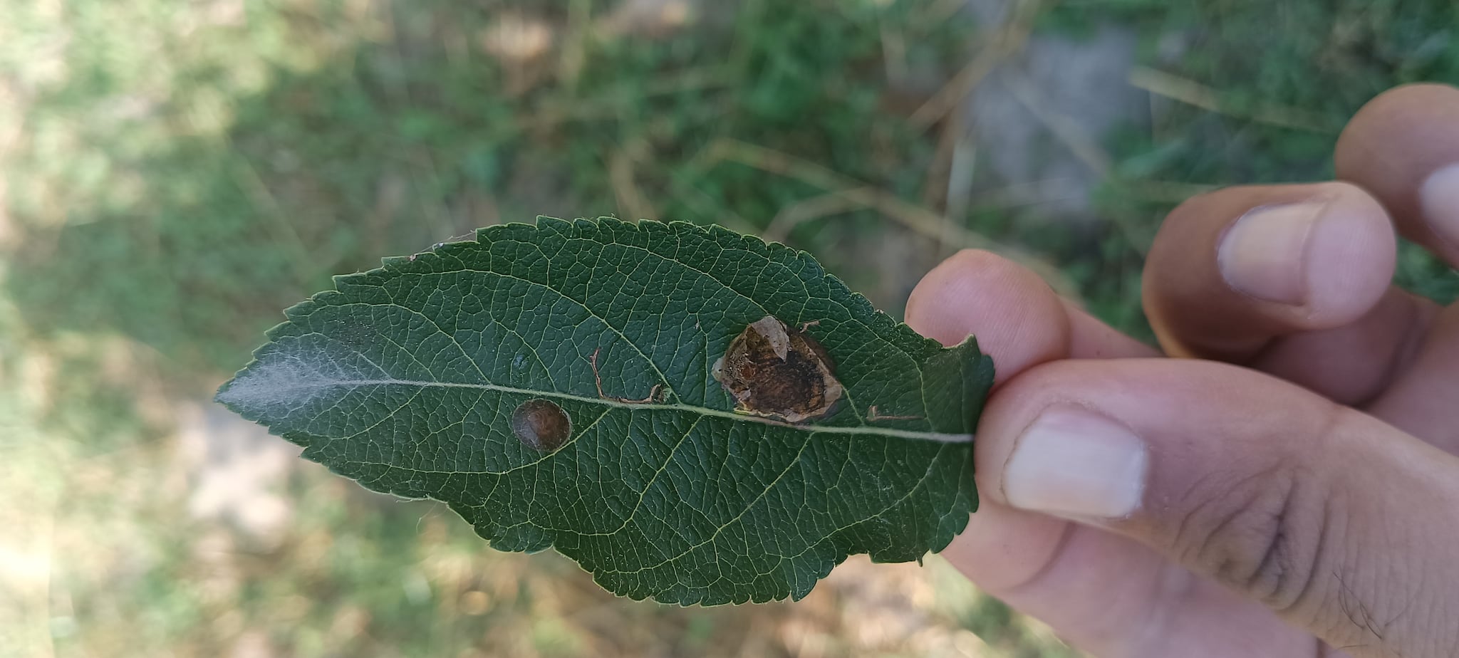 Threat of pest infestation looms over apple orchards in Kashmir 