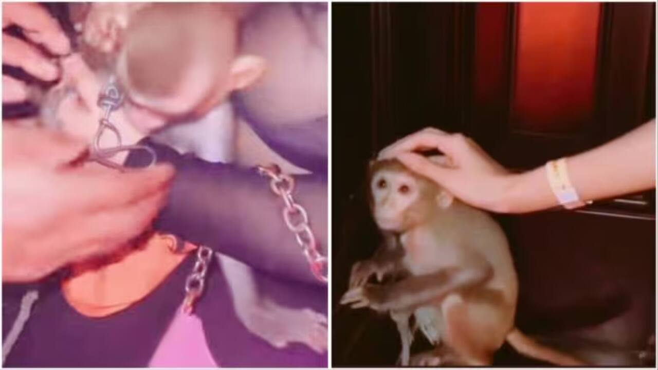 Kolkata nightclub faces severe backlash over chained, 'drugged' monkey act. Viral video