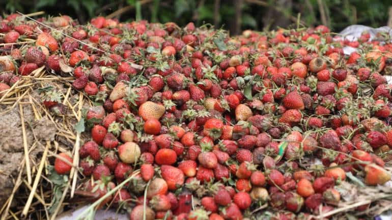 Fallen and rotting strawberries at a farm in Gasoo. Kashmir's Strawberry bowl. (Photo by Irfan Amin Malik)