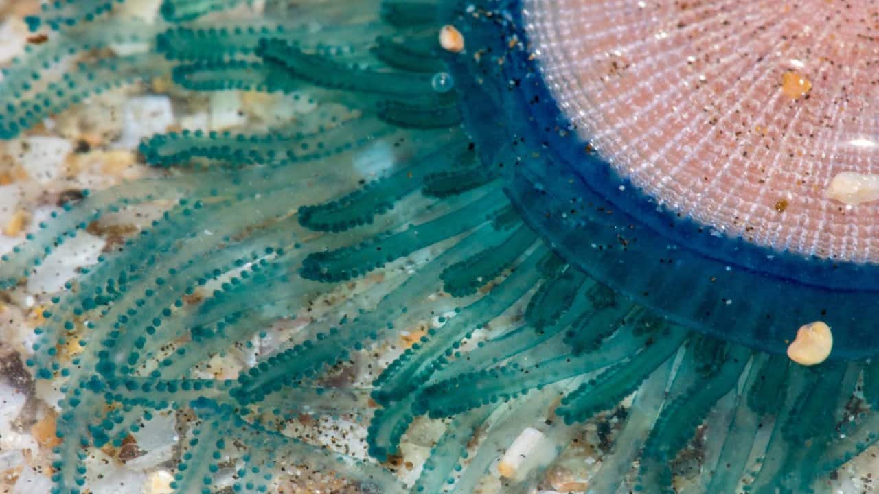 Verril’s Cup Corals one of the most abundant species of coral found in Mumbai. Colonies of these small corals cover the lower reaches of rocky shores across the city’s western seaboard courtesy MLOM