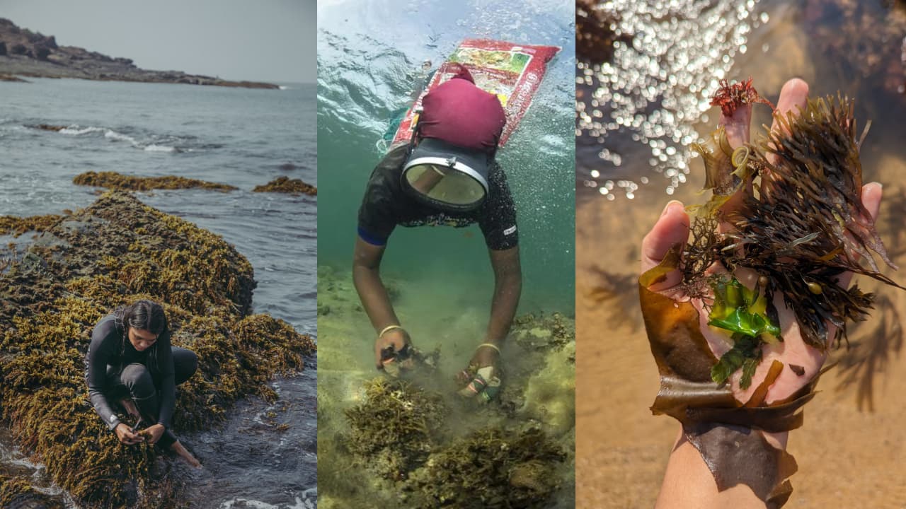 World Environment Day 2023: How climate-resistant superfood seaweed is making its way onto your plate World Environment Day 2023: How climate-resistant superfood seaweed is making its way onto your plate