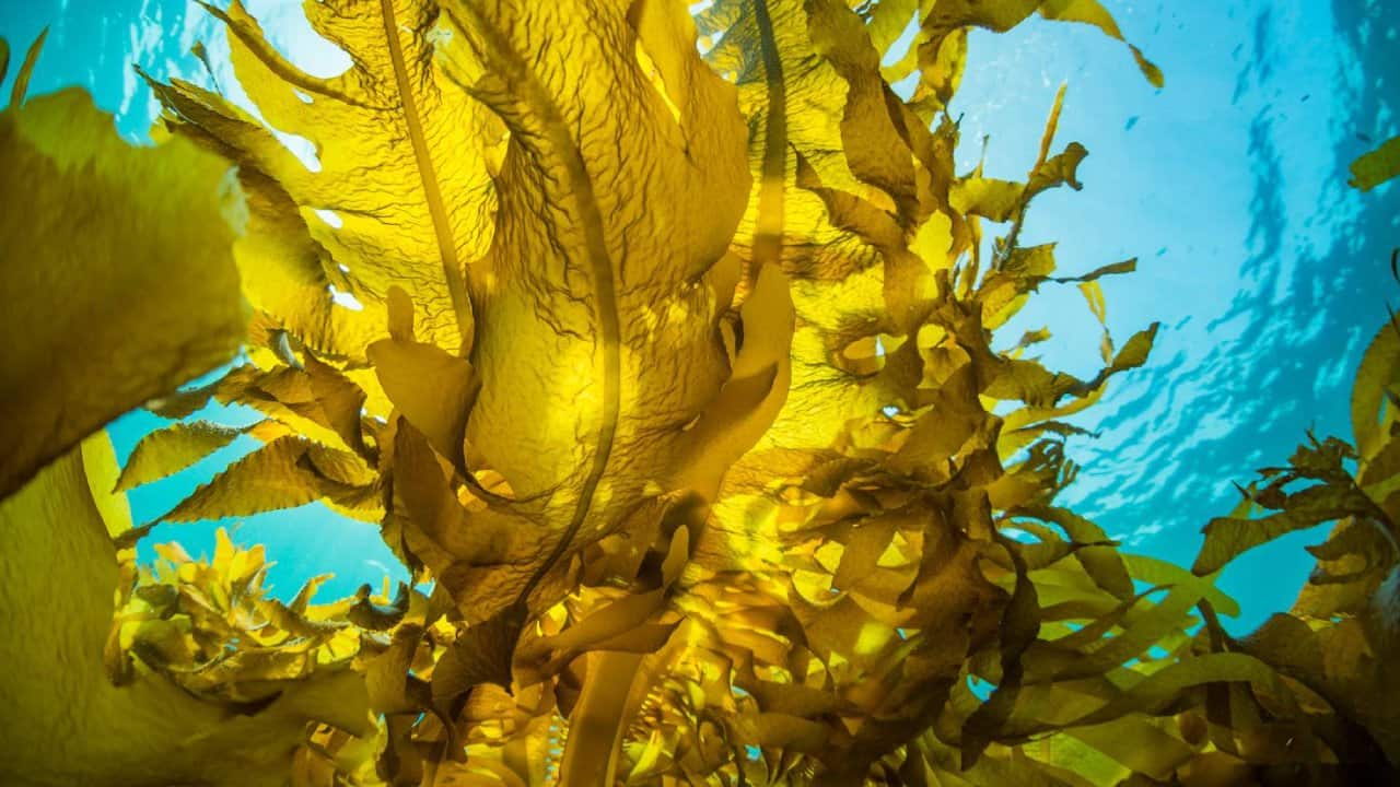 Used in industries such as pharma, beauty, print, and processed foods, seaweed is increasingly being seen as a sustainable and climate-resistant superfood. (Photo: UNDP)