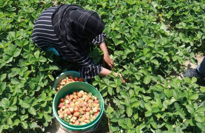 During the brief harvest period, Gasoo normally produces 2,000 kilograms of strawberries per day. (Photo by Irfan Amin Malik)