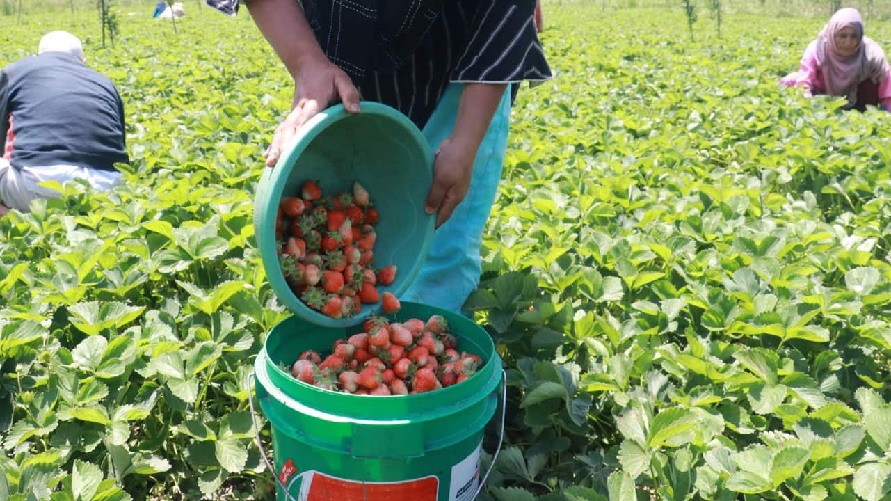 21st PM-KISAN installment rolled out: Rs 171 crore transferred to flood-hit J&K farmers 21st PM-KISAN installment rolled out: Rs 171 crore transferred to flood-hit J&K farmers