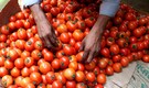 Tomato prices further slashed: NAFED, NCCF to sell at Rs 70/kg