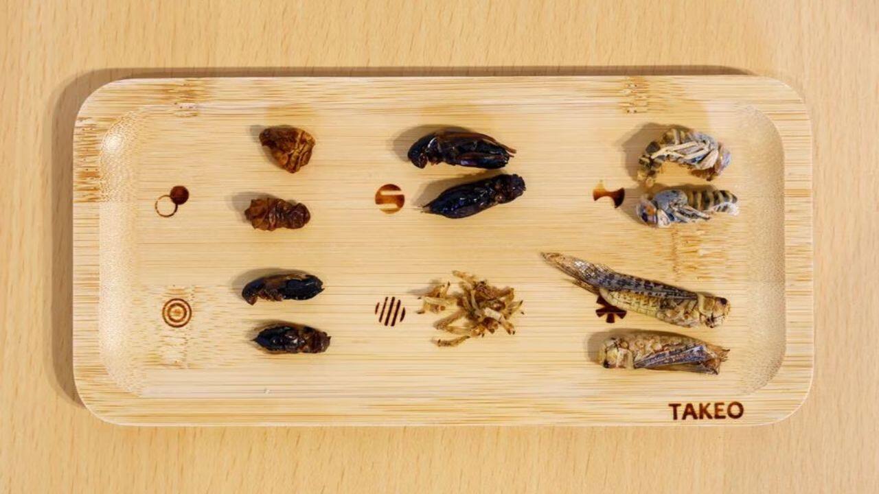 On a recent vacation in Tokyo, Takumi Yamamoto opted for a special lunch of cricket curry and silkworm sashimi, washed down with a water bug cider. The 26-year-old office worker, from the western prefecture of Hyogo, is one of scores of consumers across the world who have taken an interest in entomophagy, or eating insects, as bugs slowly become a more viable food source. (Image: Reuters)