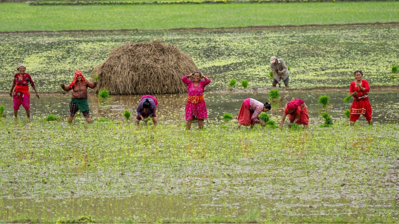 Farmers In Nepal Celebrate Rice Planting Day With Special Feasts And