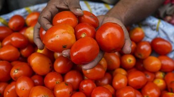 National Cooperative Consumers' Federation of India (NCCF) and National Agricultural Cooperative Marketing Federation of India (NAFED) are selling tomatoes on behalf of the Centre.