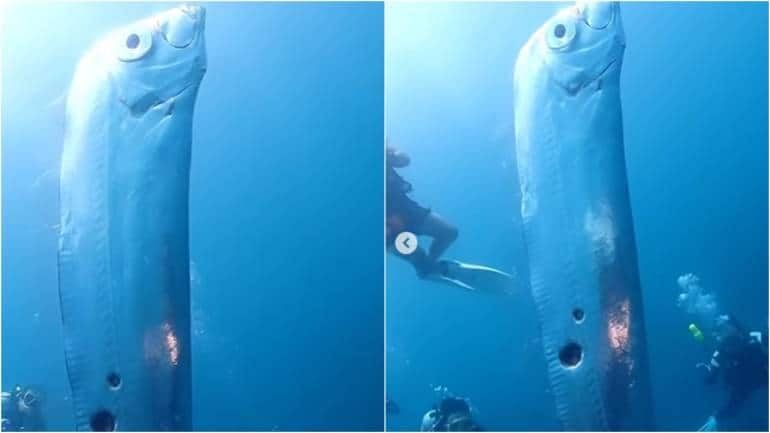 Divers Spot Rare Gigantic Oarfish With Shark Bites Off Taiwan Coast ...