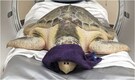 Sea turtle becomes first-ever animal patient to get CT scan at Alabama hospital