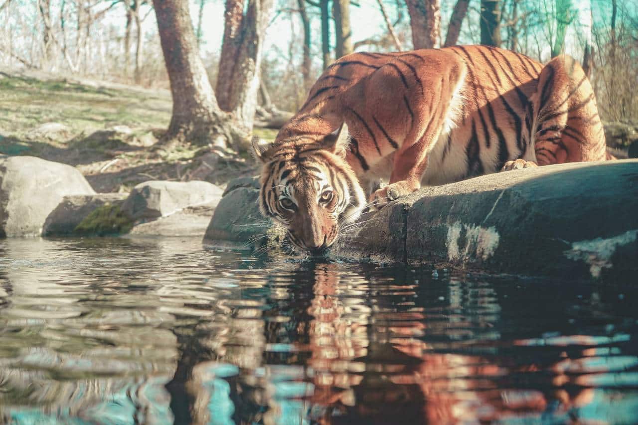 Bronx Zoo. (Photo: Vinicius Gomes via Unsplash)