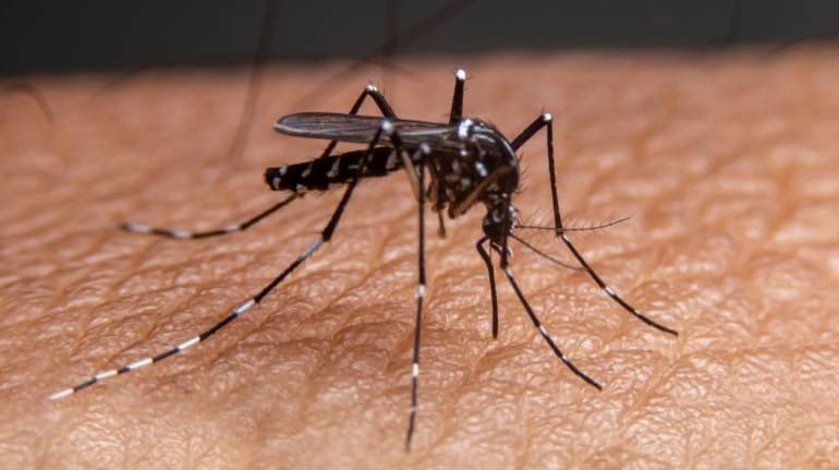 Symtom på denguefeber: Med fall på uppgång, så här hanterar du denna virala feber