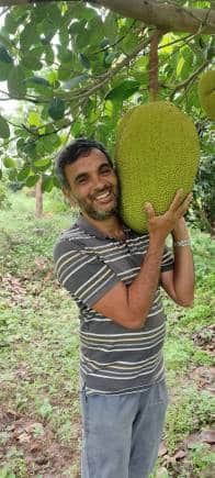 Plucking jackfruits at Chiguru Farm, Kanakapura, Bengaluru.