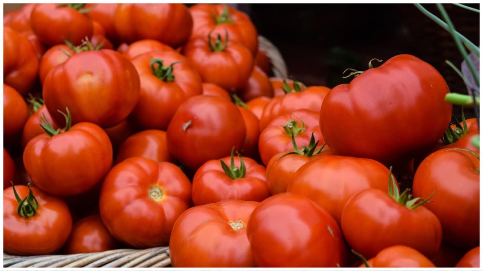 National Cooperative Consumer Federation Sells 560 Tonnes In 15 Days" Open Network for Digital Commerce Sells 10,000 Kg Tomatoes In 1 Week.