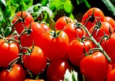 Tomato prices expected to fall after higher supplies from Maharashtra, MP