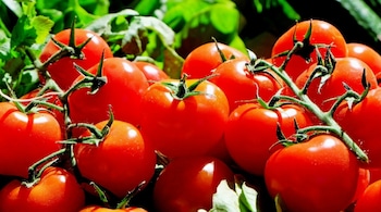 Tomatoes contribute significantly to skin health, boasting a wealth of vitamins A, C, and K