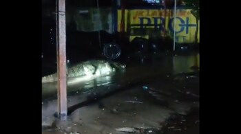 Crocodile in Gujarat