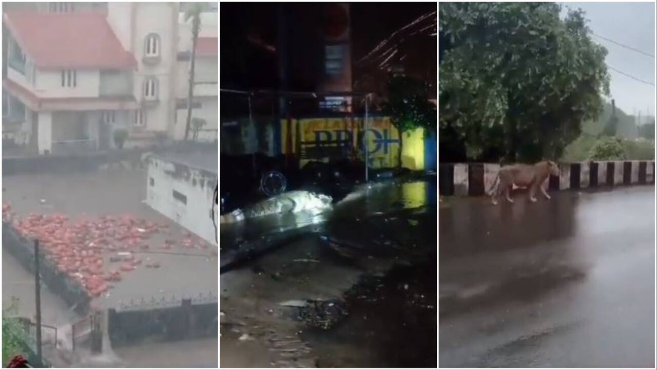 Gujarat sees waterlogged airport, floating LPG cylinders, crocodile and lion on roads. Watch