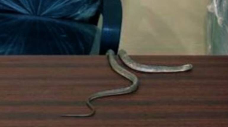 Snake Official