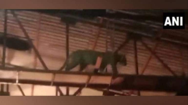 Leopard and cub enter sets of a TV serial in Mumbai, creating panic. Watch - Vimarsana News