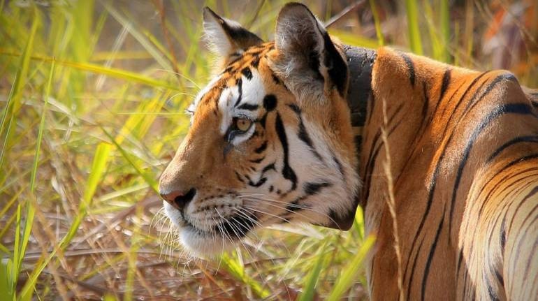 Collared tigress goes missing from Navegaon Nagzira Reserve in Gondia