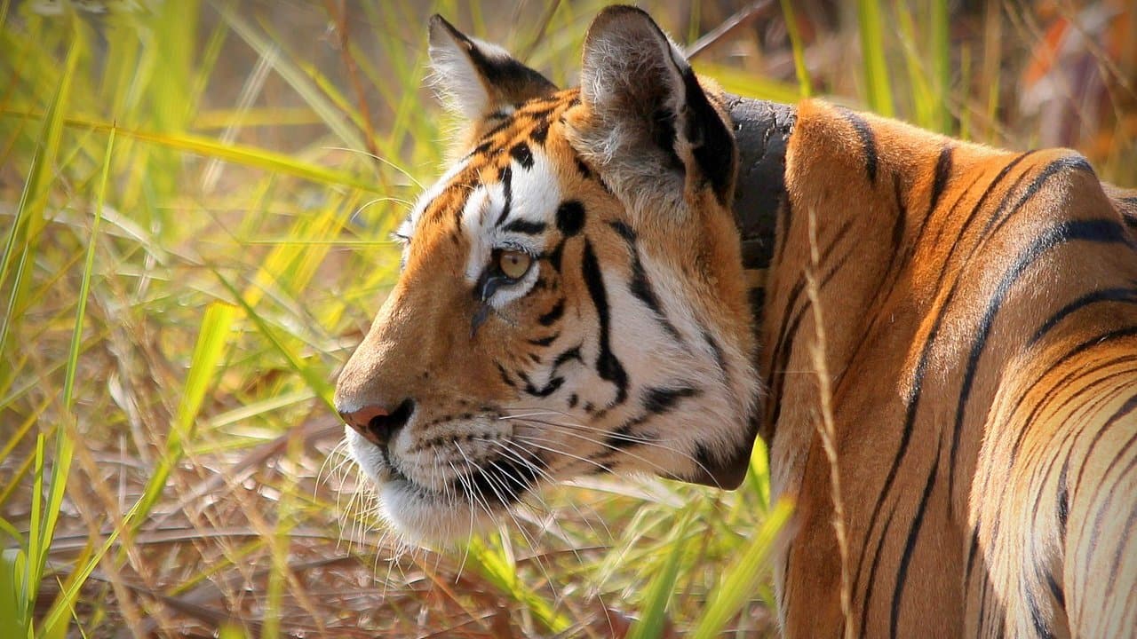 Global Tiger Day 2023: 10 most famous tigers and tigresses of India