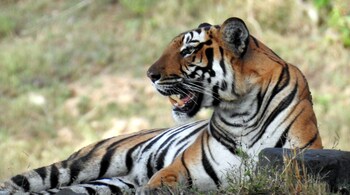 India is home to 3,167 tigers. (Photo by Bindu Gopal Rao)