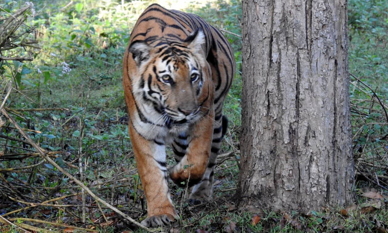 (Photo by Bindu Gopal Rao)