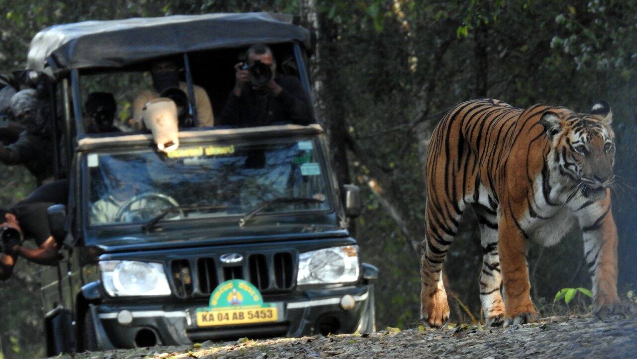 Of the 53 tiger reserves in India, Nagarjunasagar Srisailam Tiger Reserve in Andhra Pradesh is one of the largest, with over 3,721 sq km of core area and over 2,200 sq. km. of buffer. (Photo by Bindu Gopal Rao)