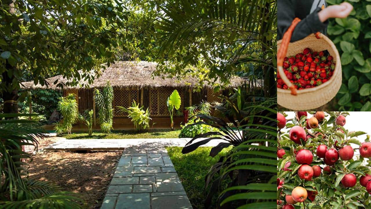 Take a break from city life and pluck fruits at these 8 family-friendly farms