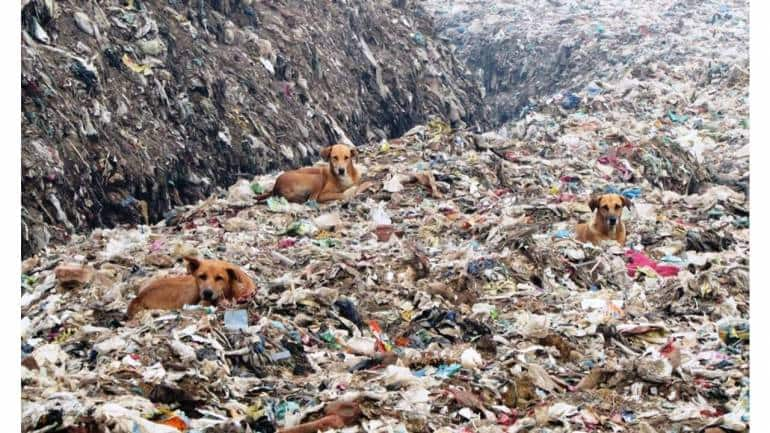 How India’s trash mountains are contributing to climate change