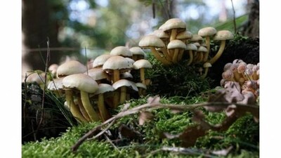 Kashmir new cash crop mushroom brings good news for its women