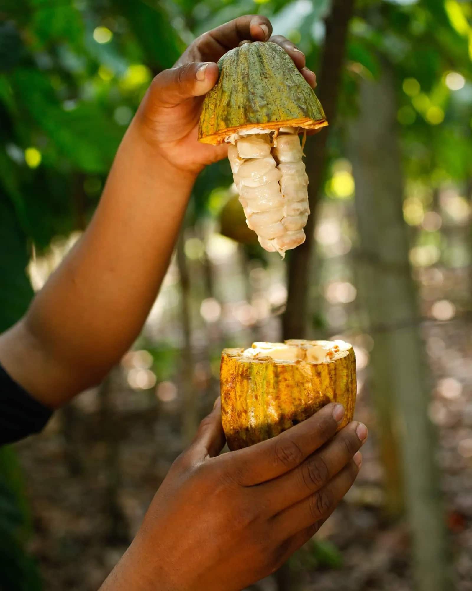 Of cocoa and cocoa nuts: Ivory Coast eyeing the Indian market to boost earnings from its prized export