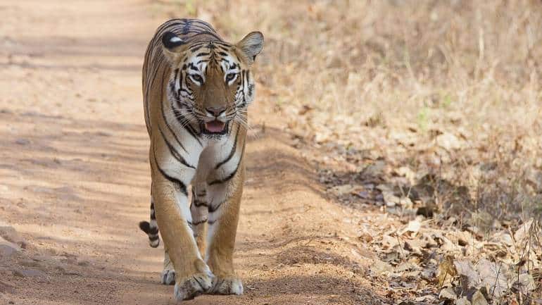 Global Tiger Day 2023: 10 most famous tigers and tigresses of India - Vimarsana News