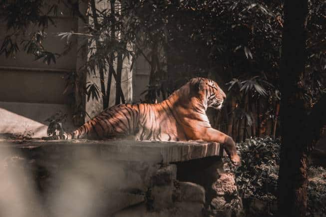 Mysore Zoo. (Photo: Sahil Moosa via Unsplash)