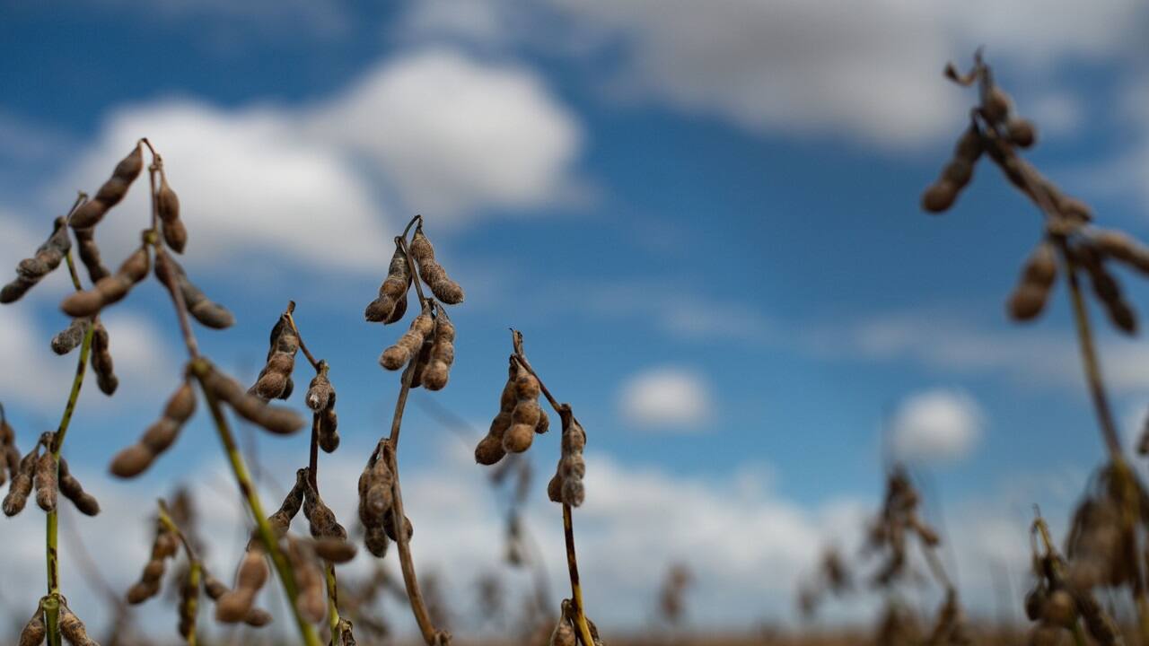 Brazil is pushing the US out of world’s biggest soybean market