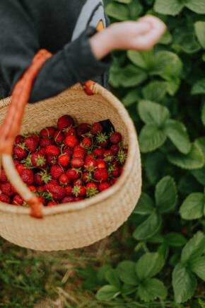 Strawberry picking is a fun activity from December to January. (Photo: Daiga Ellaby via Unsplash)