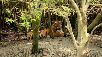 Sundarbans is home to the Bengal tiger, and many other species of mammals, birds, amphibians, fish and reptiles Photo Credit David_Raju via Wikimedia Commons