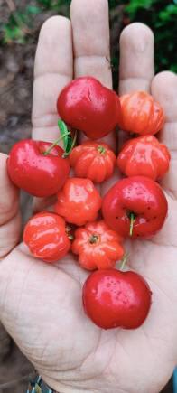 Surinam cherries at Chiguru Farm