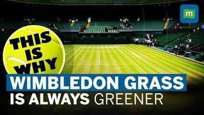 Wimbledon 2023: How are the grass tennis courts at Wimbledon maintained?