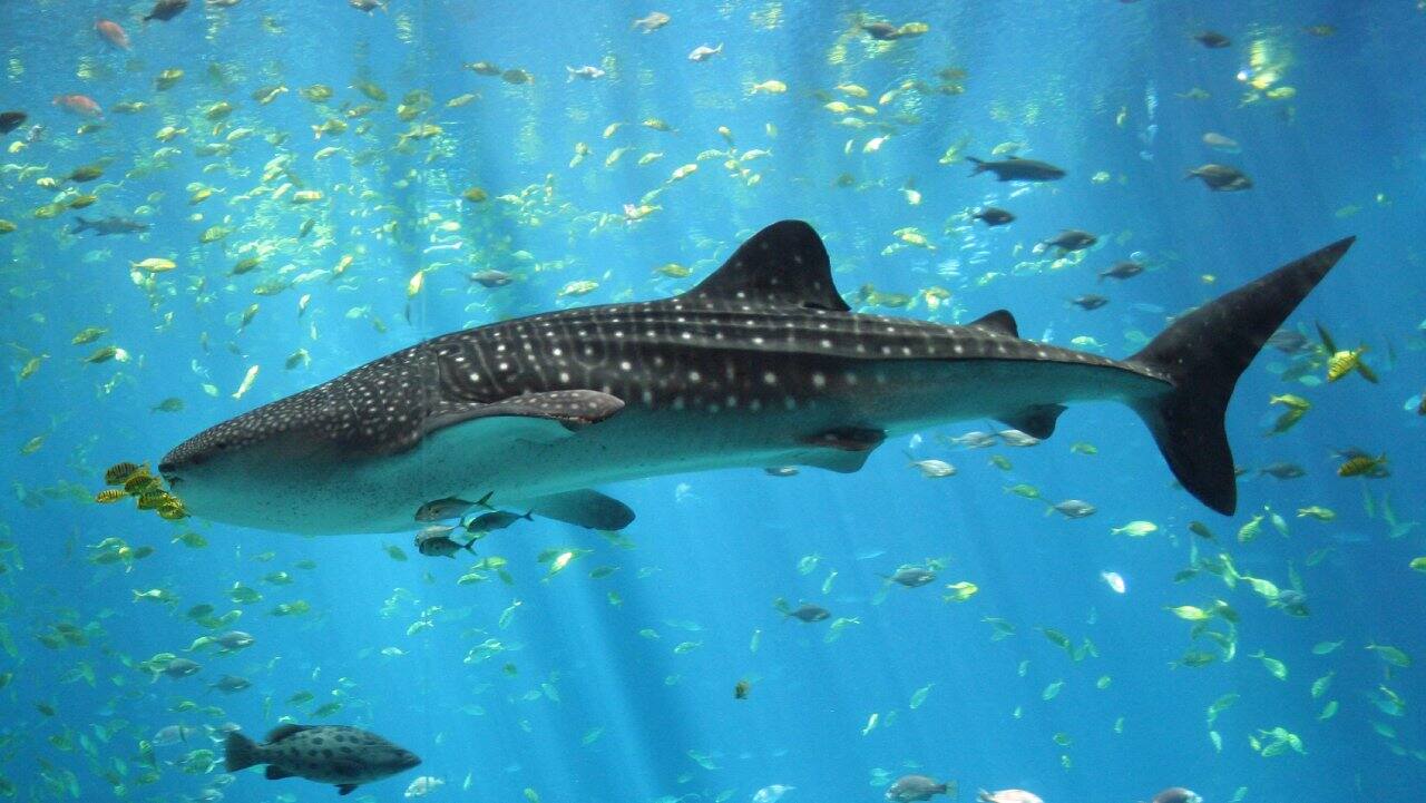 Indian sharks: Why India must prioritize shark awareness to enable conservation Indian sharks: Why India must prioritize shark awareness to enable conservation