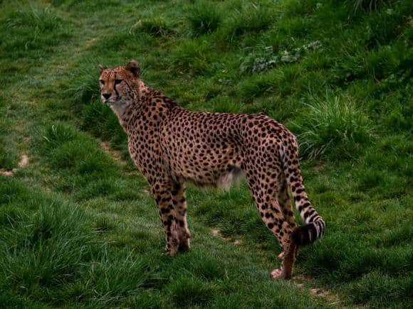 ZooParc de Beauval, in Saint-Aignan, Loir-et-Cher, France. (Photo: Manon Anthony via Unsplash)
