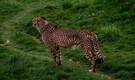 Eight cheetahs to be brought to India from Botswana; first four to arrive in May