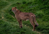 Odisha's Nandankanan zoo to get cheetahs, lions, birds from Dubai