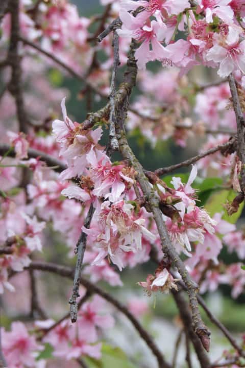 Sakura. (Photo by Kiran Mehta)