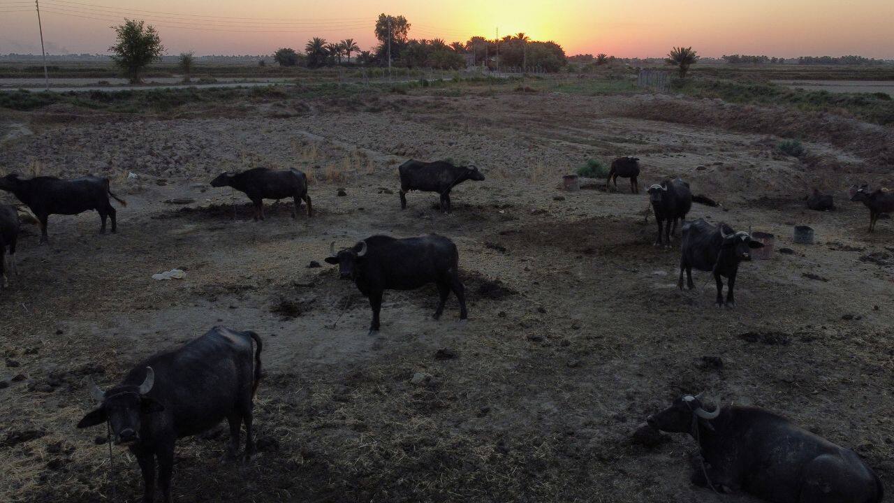  The &quot;Fertile Crescent&quot; is a region that stretches from the Mediterranean to the Persian Gulf and has been used for farming for thousands of years. Iraq is a part of this region. However, upstream damming of Iraq's two major rivers, the Tigris and the Euphrates, declining rainfall patterns, and decades of conflict have severely damaged the terrain. (Image: Reuters)