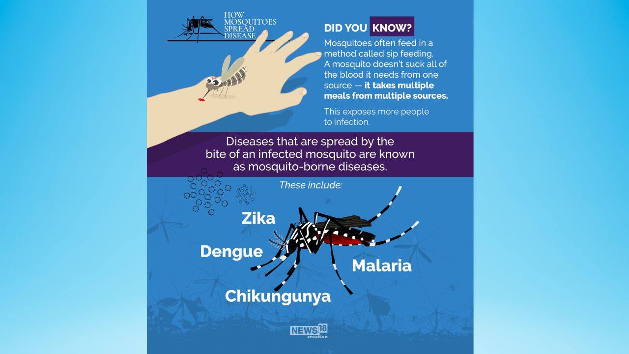 Some very common mosquito-borne diseases are Zika, Malaria, Dengue and Chikungunya. (Image: NW18 Creative)